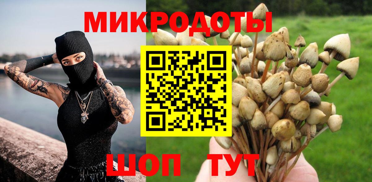 Псилоцибиновые грибы Psilocybe Новошахтинск